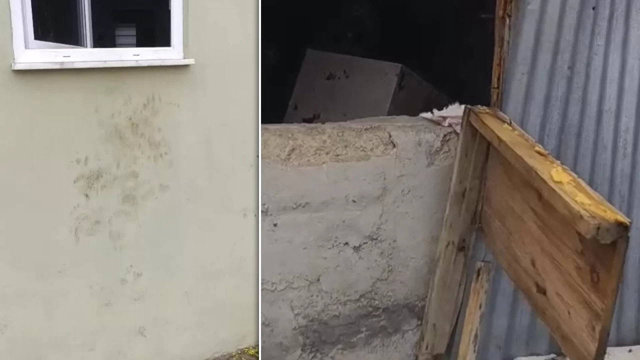 Yiyecek arayan ayı yaylayı birbirine kattı: 20 eve girdi