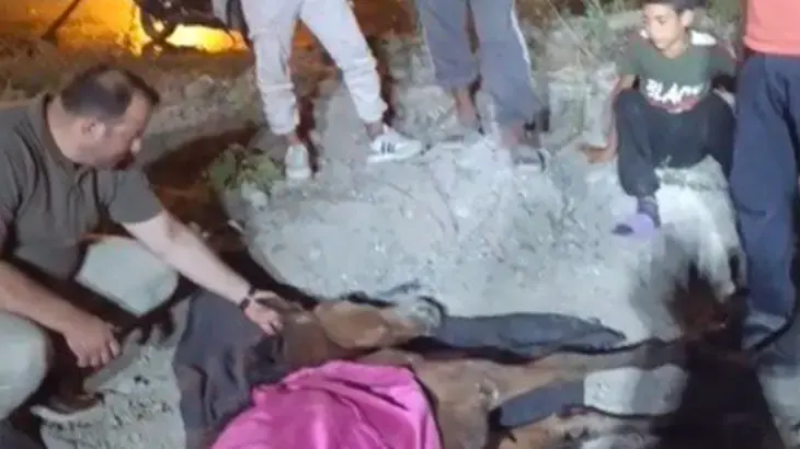 Minibüsün çarptığı başıboş at "Haybulans" ile tedaviye alındı