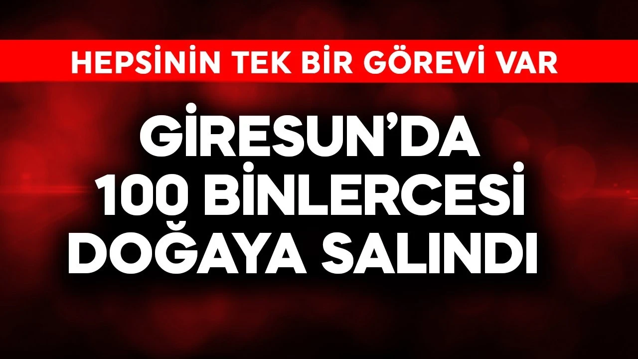 Giresun'da 100 binlercesi doğaya salındı! Hepsinin tek bir görevi var