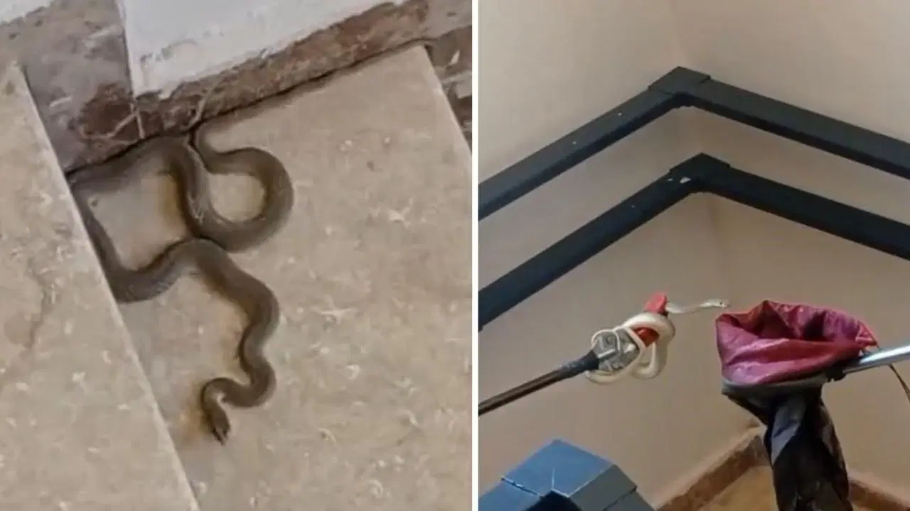 Malatya’da apartmanda yılan paniği! Merdivenlerde görenler telefona sarıldı, boyu bir metreyi aşıyor