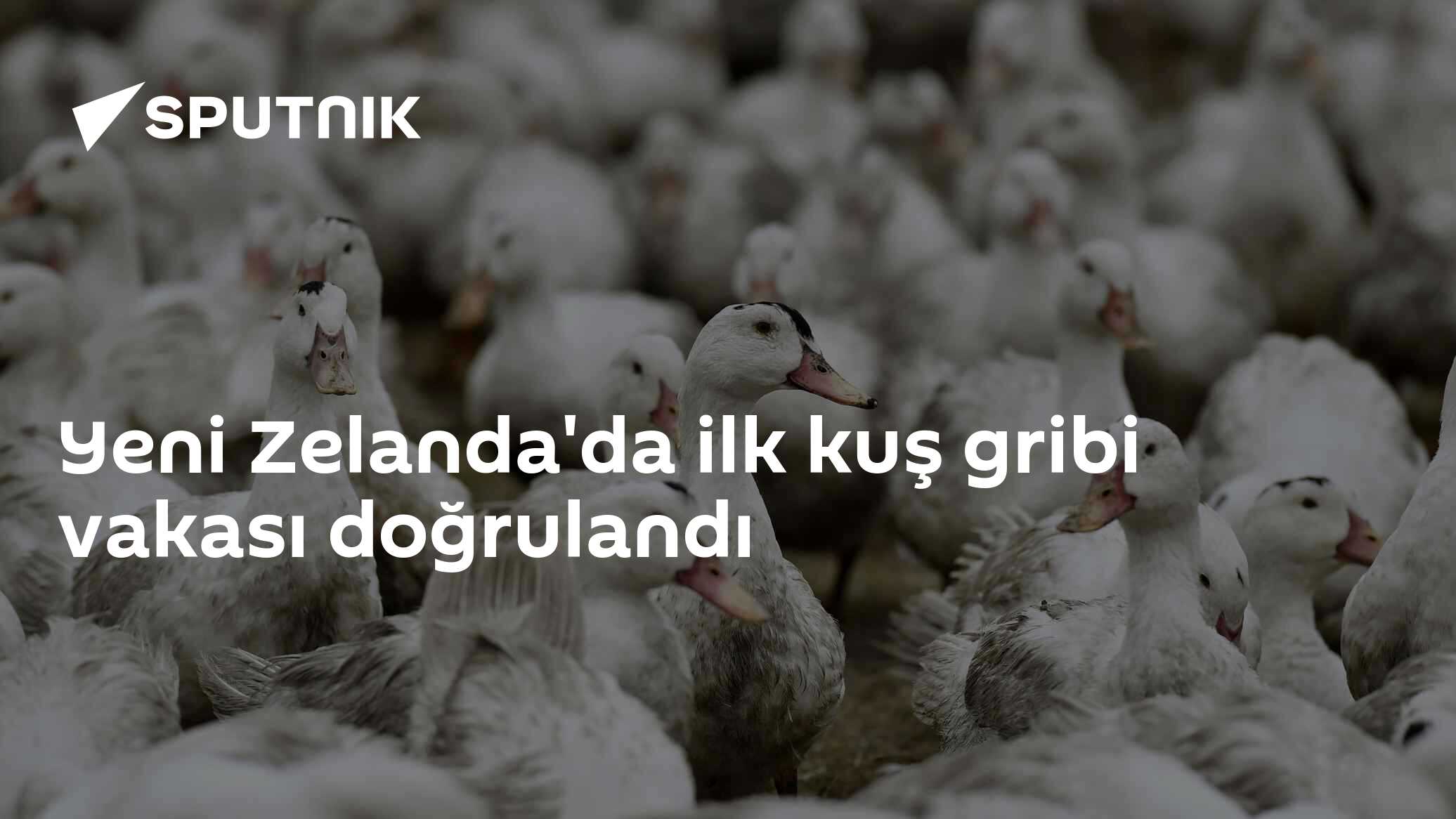 Yeni Zelanda'da ilk kuş gribi vakası doğrulandı