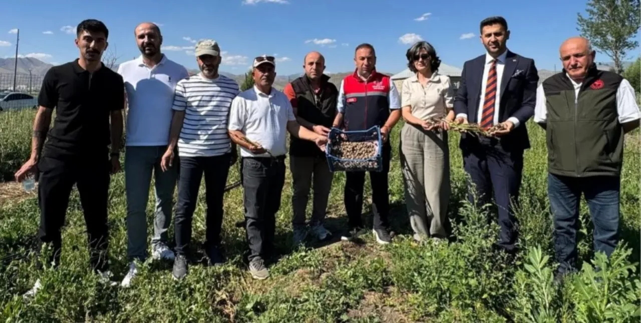 "Hakkari'de yetişmez" deniyordu, ilk hasat yapıldı! Kilosu 15 bin liradan satılıyor