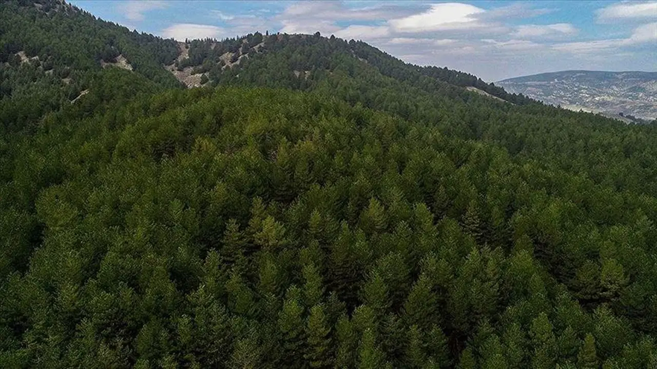 Tokat'ta ormanlık alanlara girişler 30 Ekim'e kadar yasaklandı