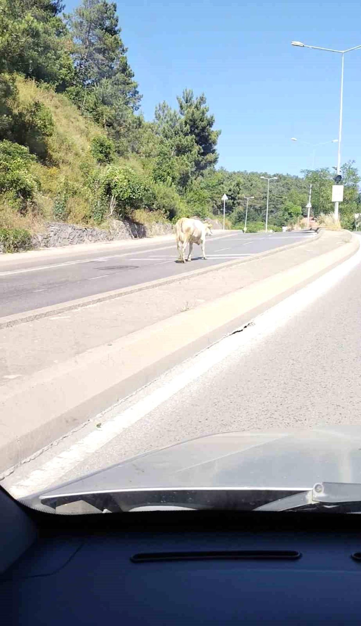 Ümraniye'de cadde ortasında başıboş inek görüntülendi