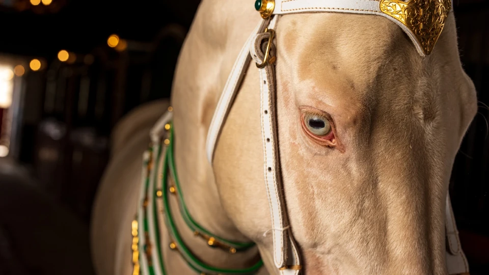 Ahal Teke atları Türkiye'de özel çiftlikte yetiştiriliyor