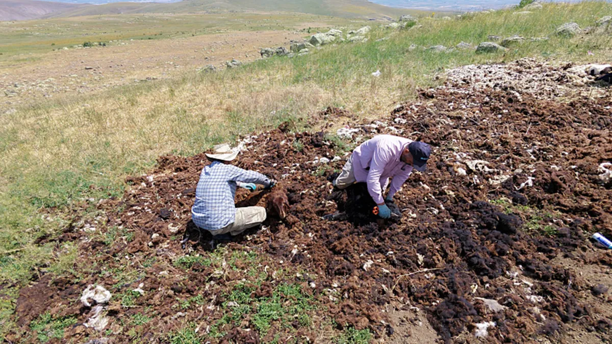 Bir zamanlar altın değerindeydi, şimdi kimse yüzüne bakmıyor!
