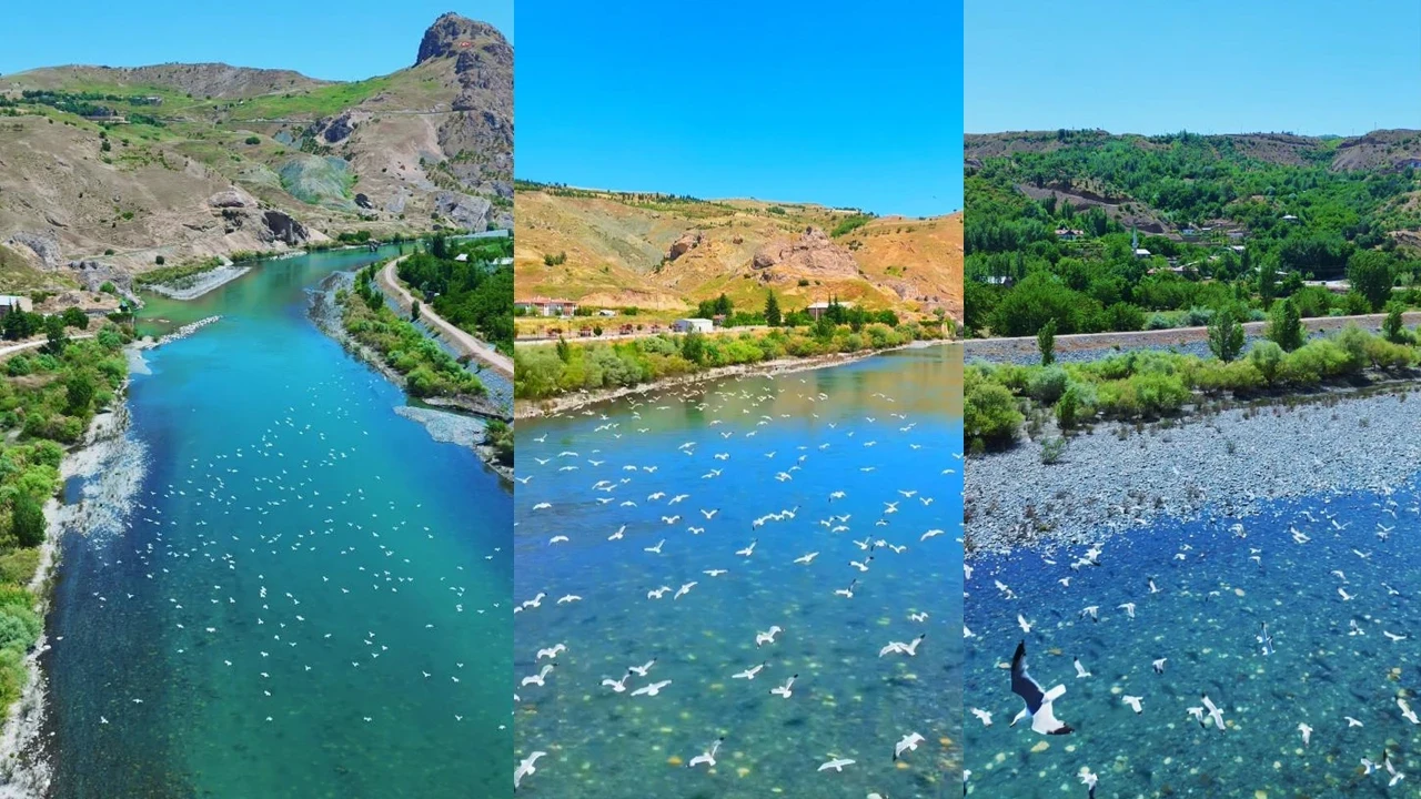 Murat Nehri'nde martıların görsel şöleni dron ile görüntülendi