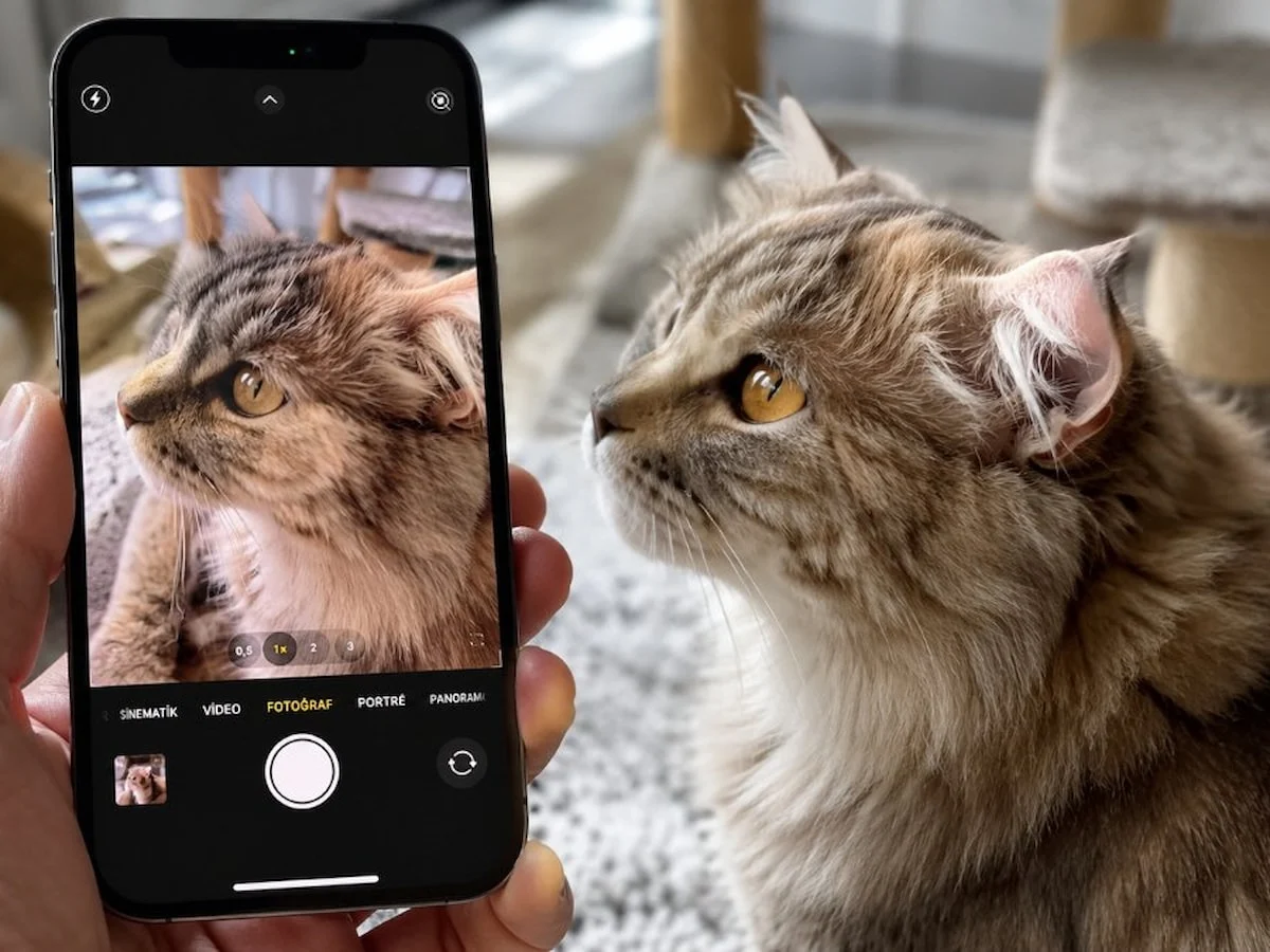 iPhone'daki ilginç kamera ayarı: Pireleri gösteriyor