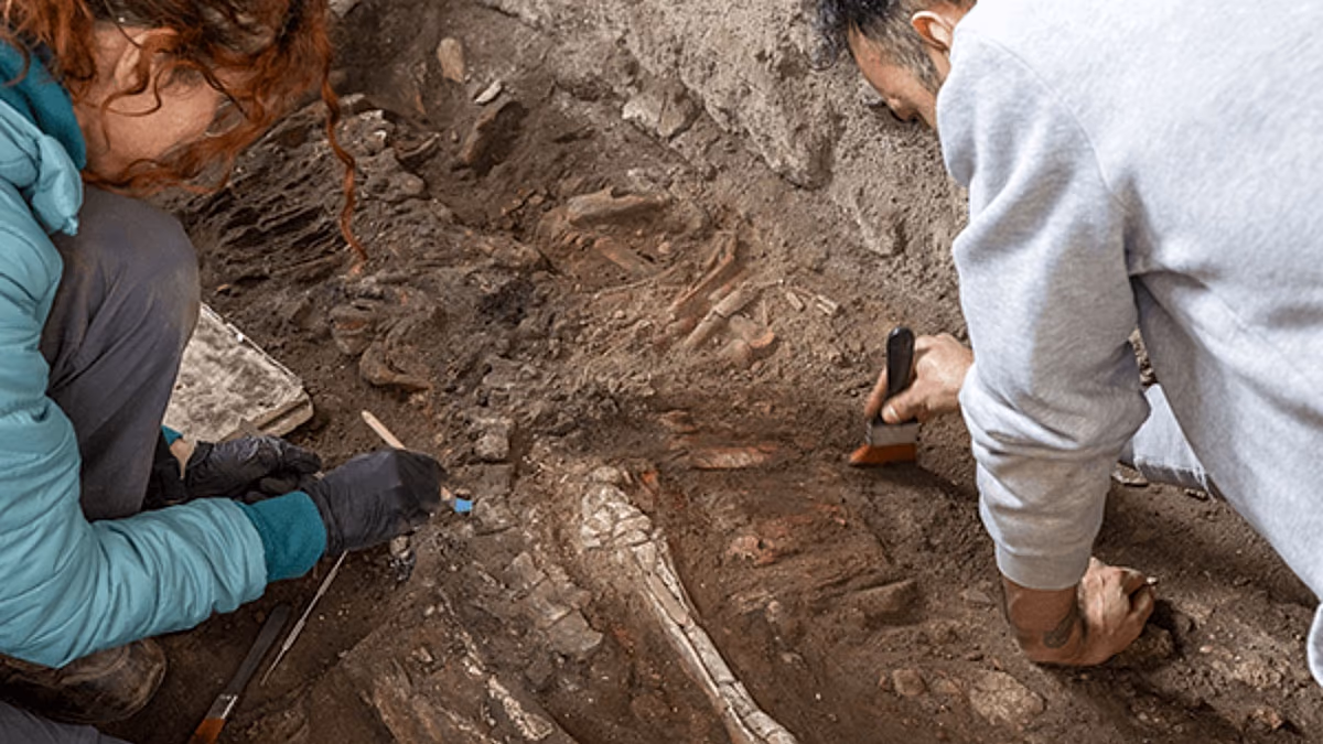 Pompeii’deki İffetli Aşıklar Evi’nde antik at iskeleti bulundu
