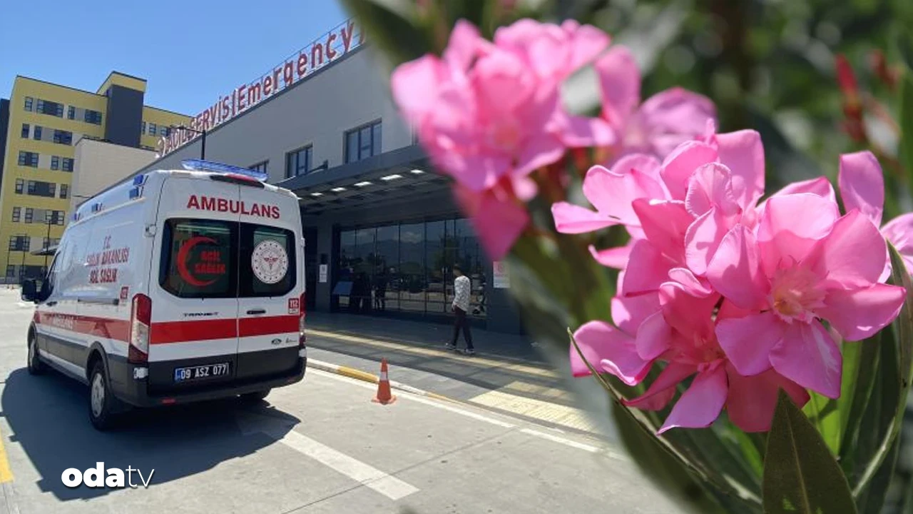 O söz boşuna söylenmiyor... Zakkumun çiçeğini yedi, komalık oldu
