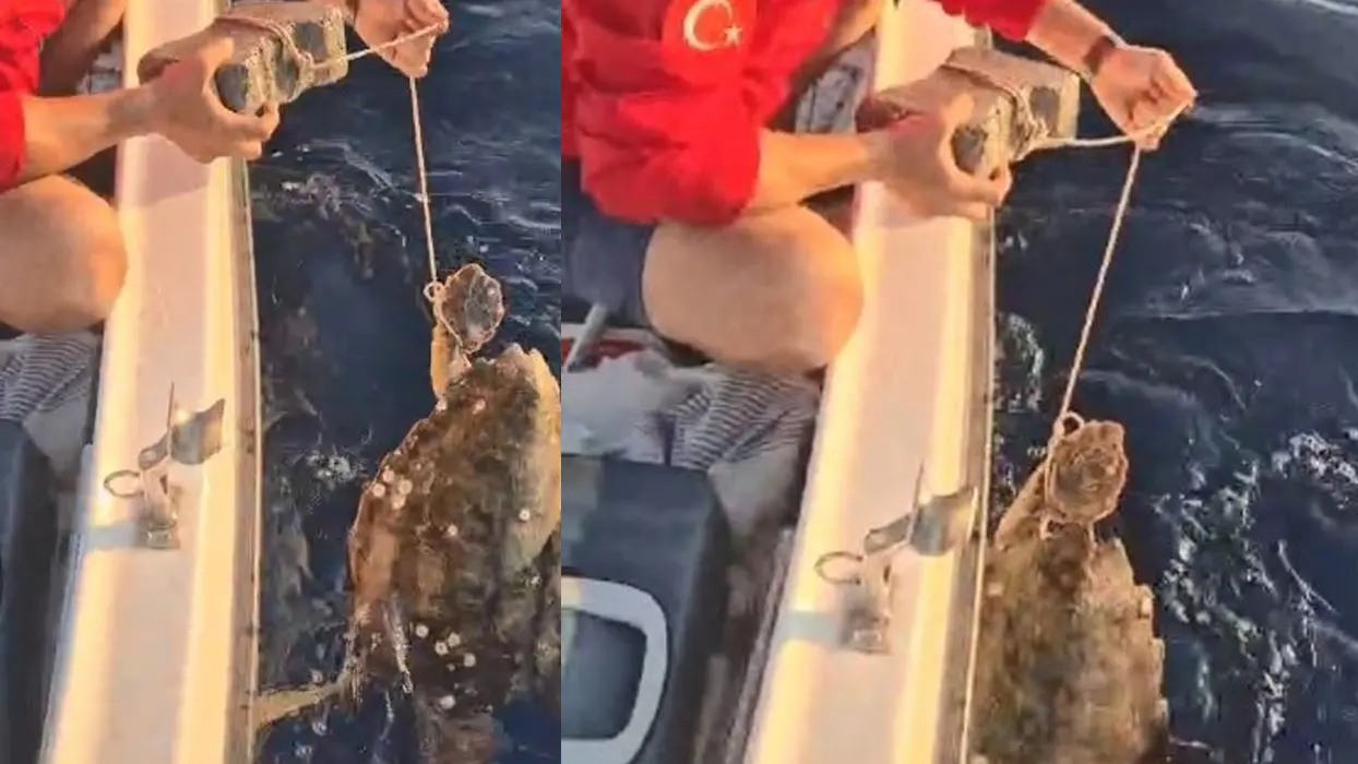 Vicdansızlık pes dedirtti! Caretta carettanın ayağına taş bağladılar