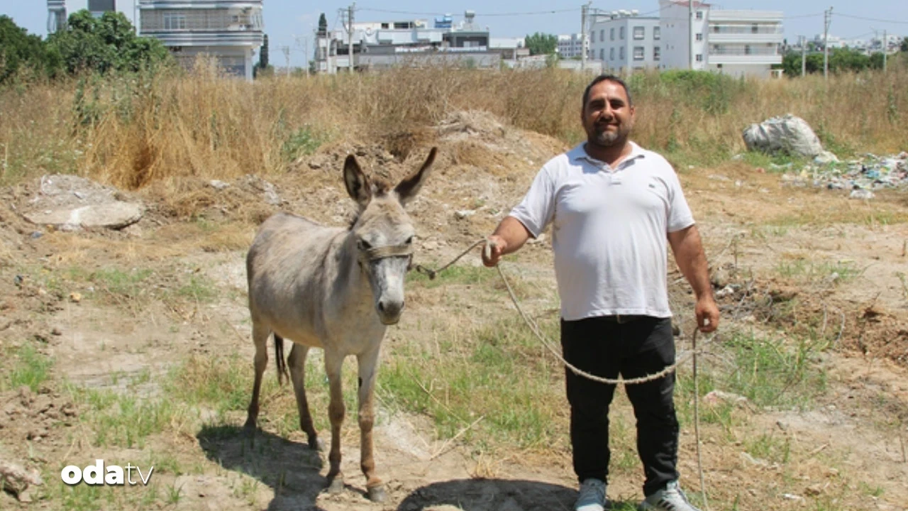 Bu eşeklerin sahibi aranıyor