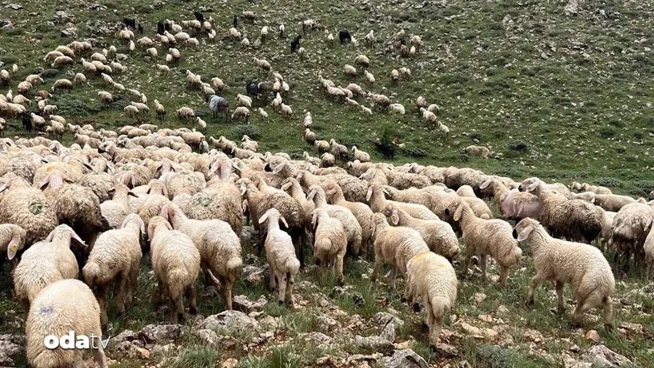 Koyun sürüsünün üzerine yıldırım düştü... 5 koyun telef oldu