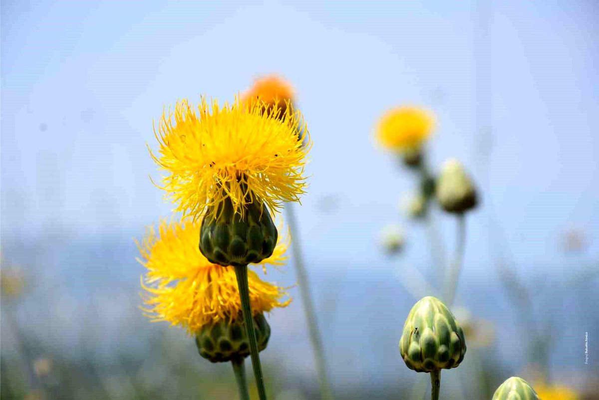 Başkan Akdoğan: "Kuşadası'nın doğal mirası Tülüşah'a sahip çıkalım"