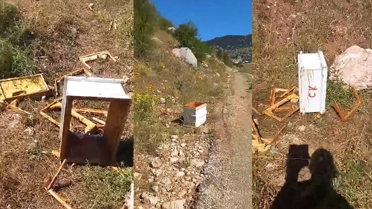 Alanya'da arı kovanlarına ayı saldırısı: Çok sayıda arı telef oldu