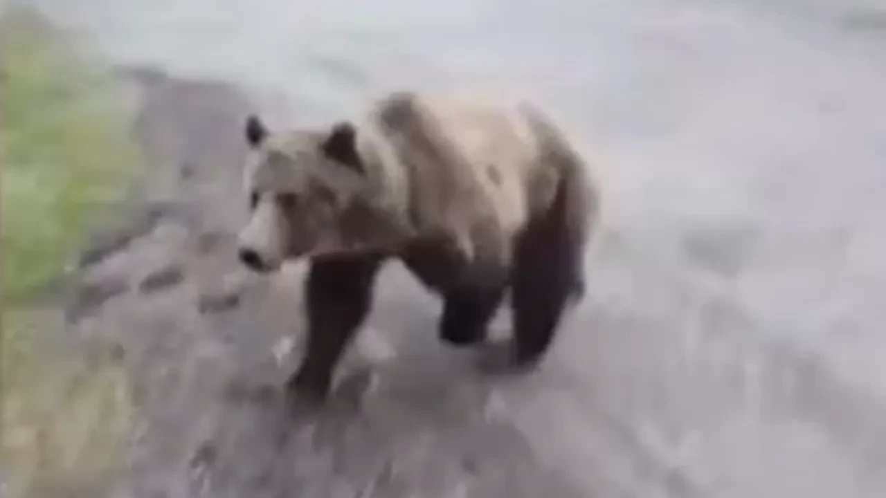Ayı saldırısından kıl payı kurtuldu! Kanadalı kadının doğada zor anları