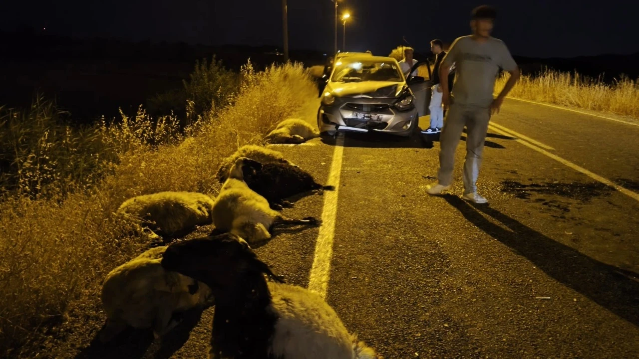 Otomobil koyun sürüsüne çarptı: 10 koyun öldü