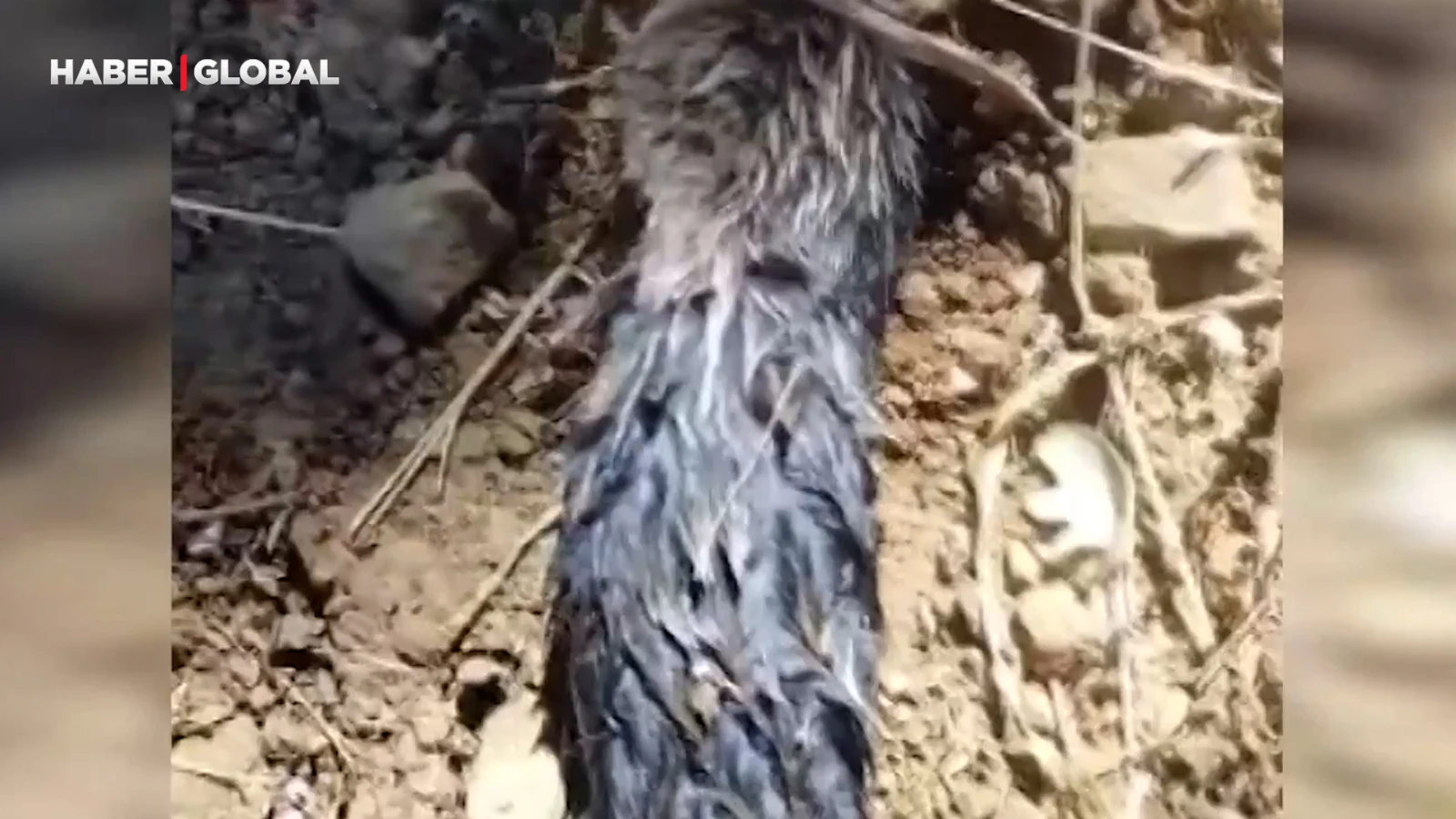 köstebek sandı, gerçek çok başka çıktı