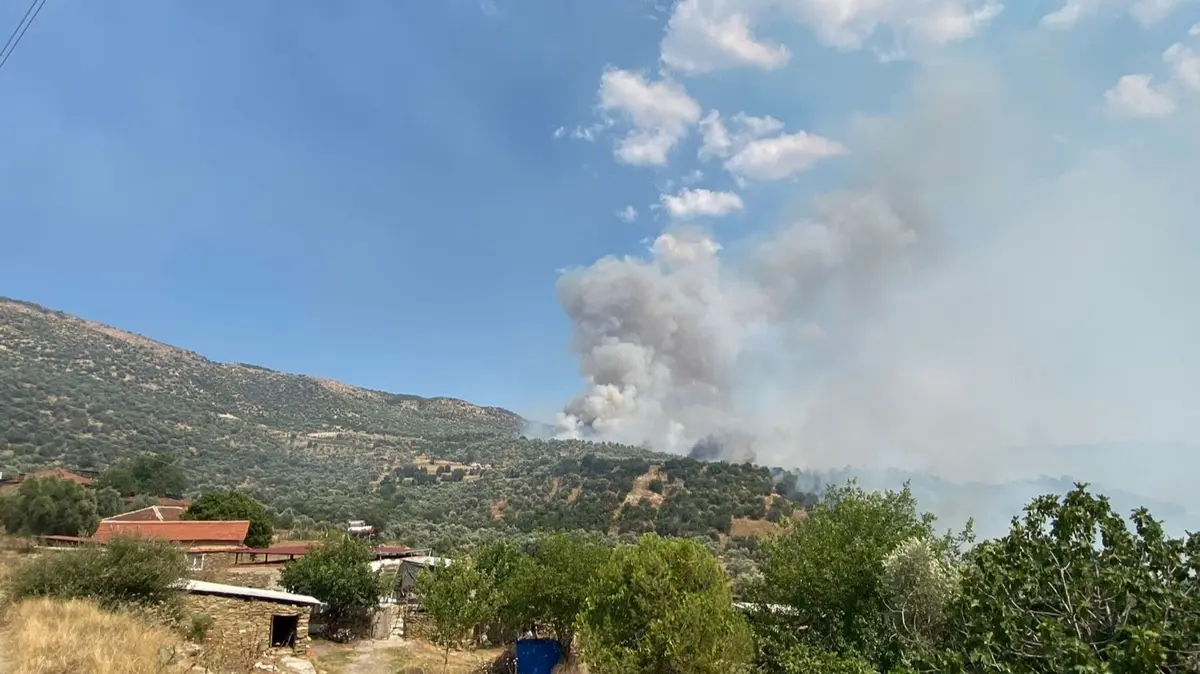 Aydın'da zeytinlik ve otluk alanda yangın çıktı