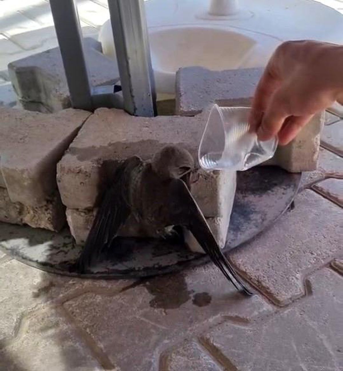 Sıcaktan bitkin düşen ebabil, su ile yeniden hayata tutundu
