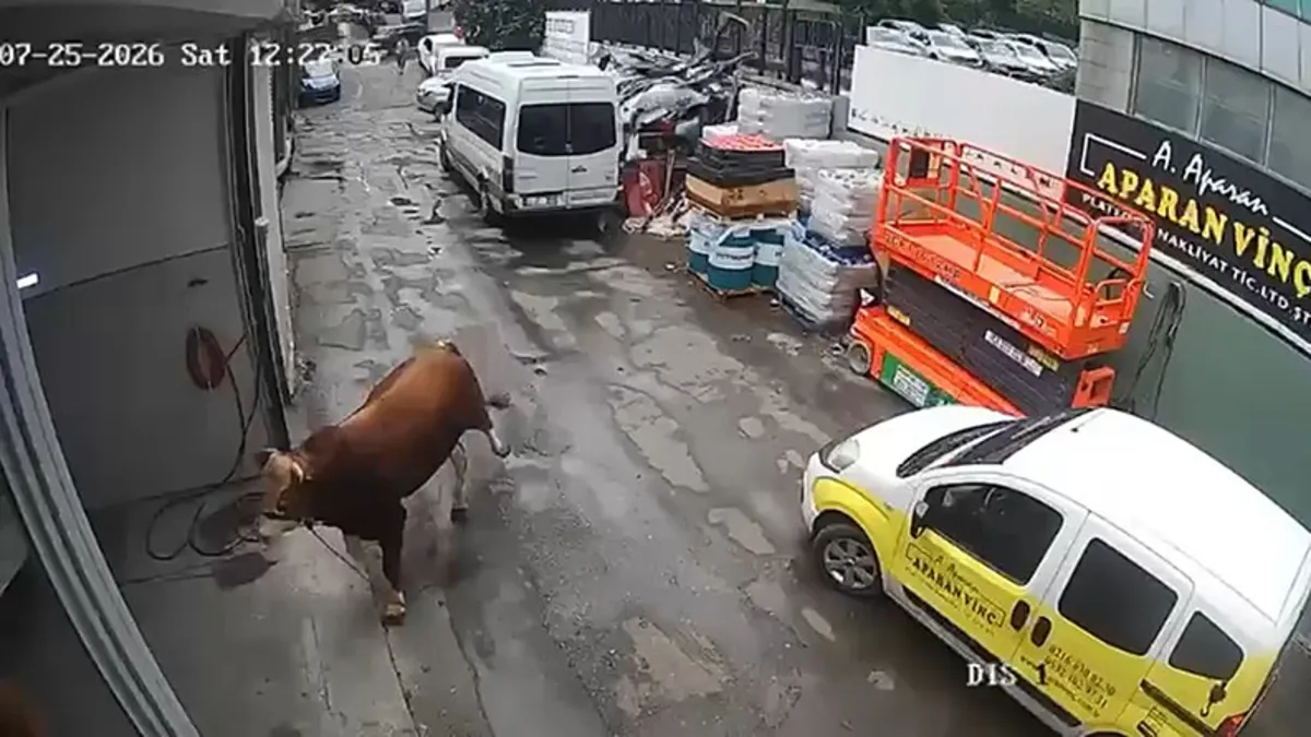 Kaçan boğa dükkana girdi: Çalışanlar neye uğradığını şaşırdı!
