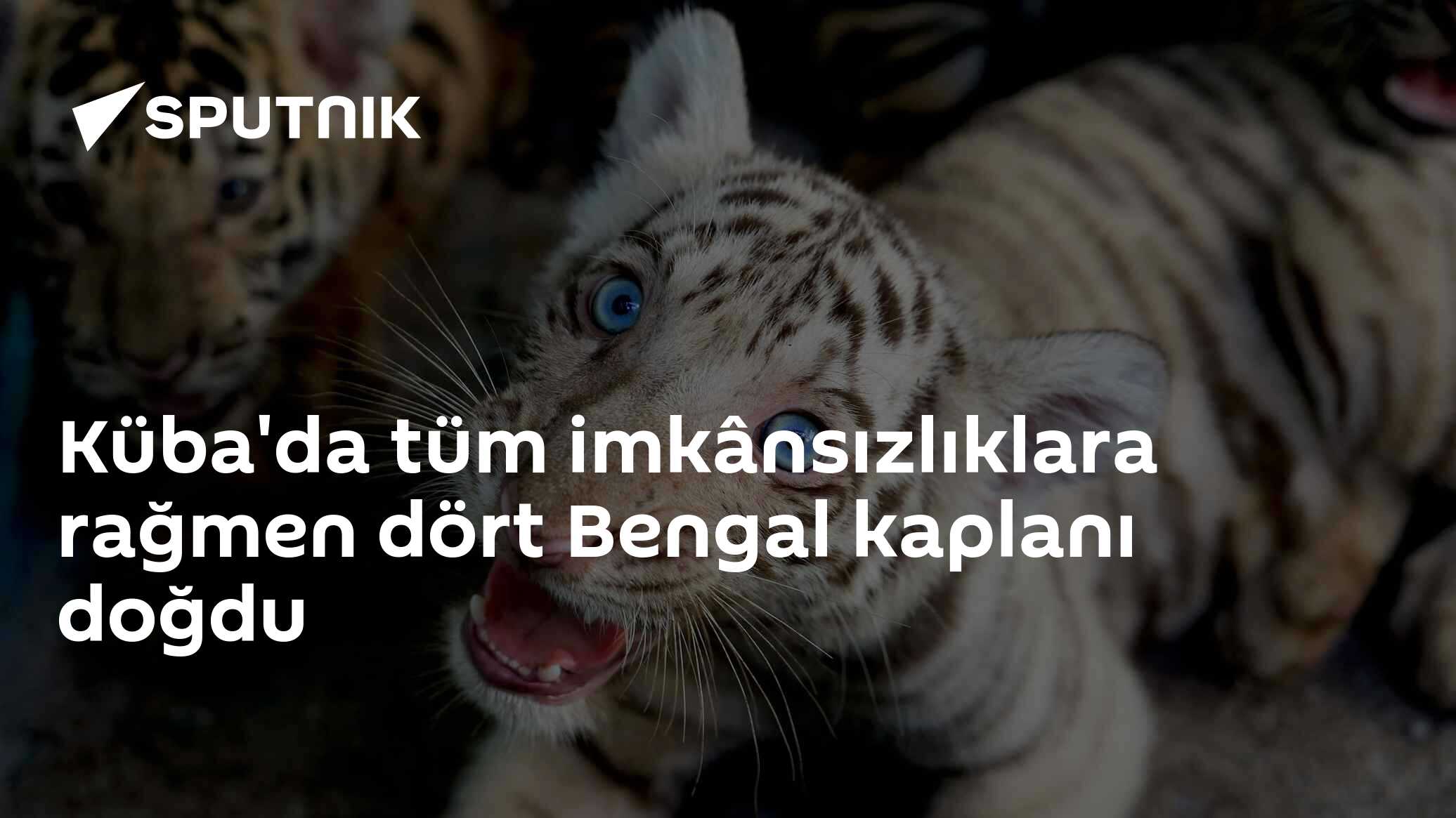 Küba'da tüm imkânsızlıklara rağmen dört Bengal kaplanı doğdu