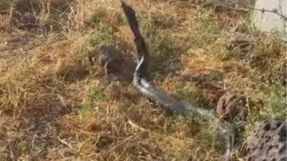 Sıcak hava devasa yılanları ortaya çıkardı