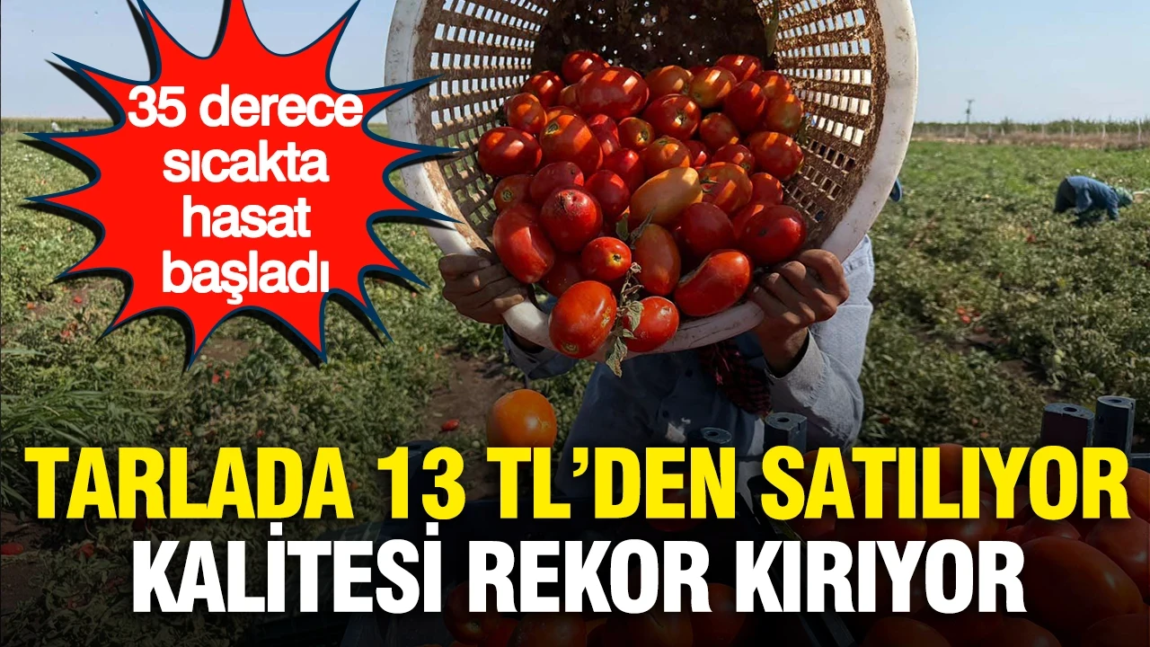 Tarlada 13 TL'den satılıyor, kalitesi rekor kırıyor… 35 derece sıcakta hasat başladı