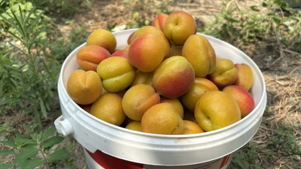 Ziraat mühendisinin tavsiyesiyle dikti: Orange Ruby meyvesinden ağaç başına 250 ila 300 kilogram verim elde ediyor