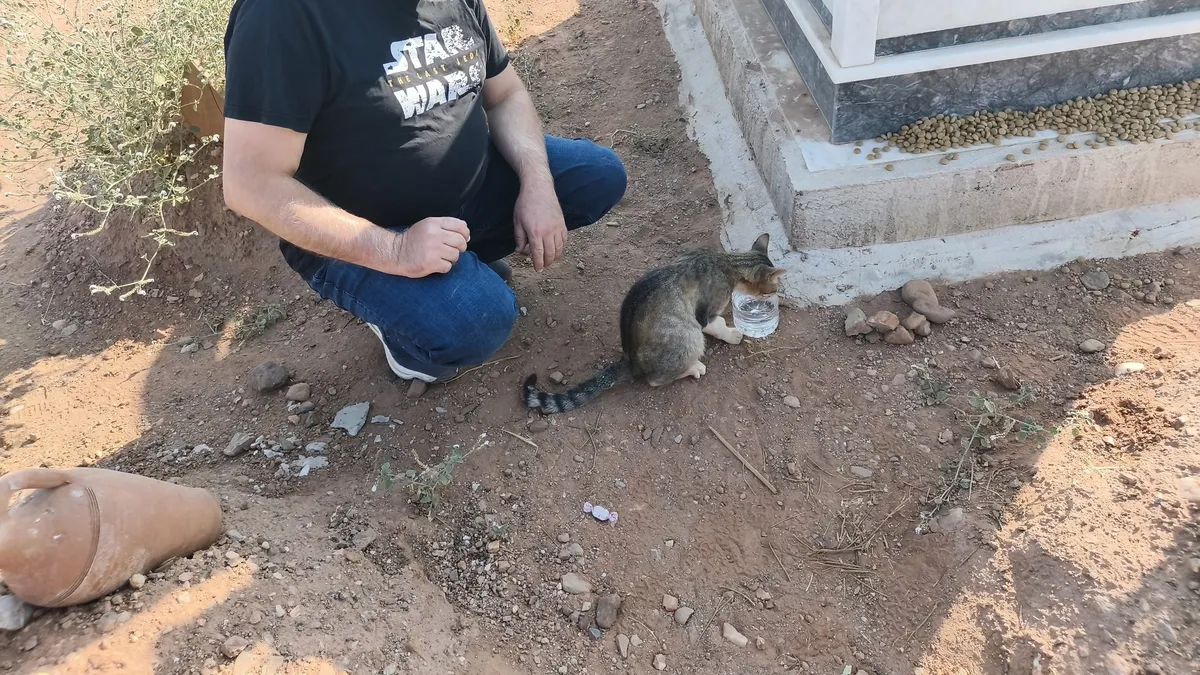 Ölen sahibini unutmayan kedi gündem oldu: Mezarından ayrılamıyor