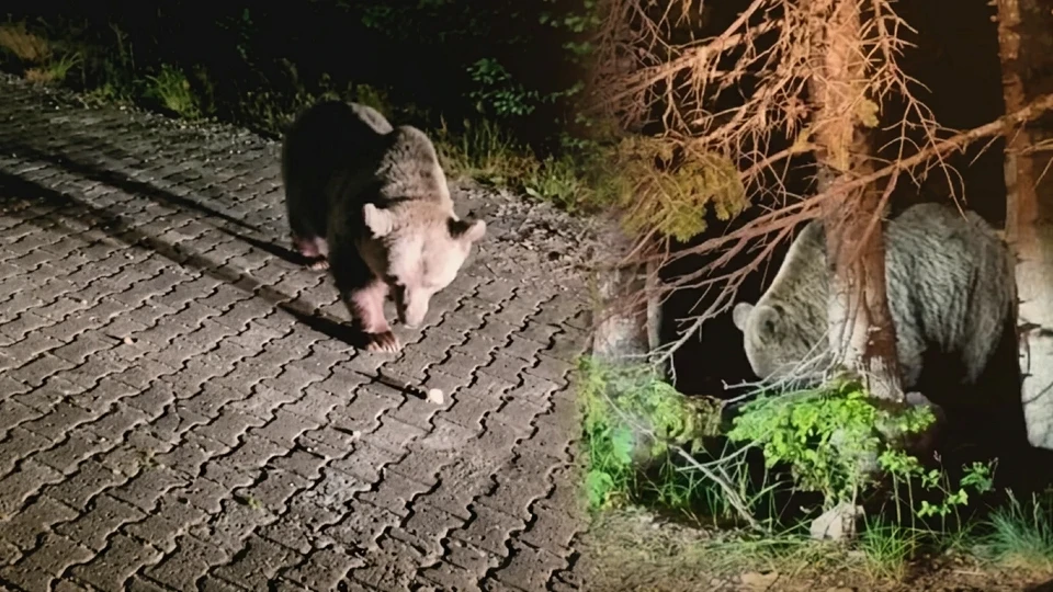 Bursa Uludağ'da ayı paniği: Turistlerin sık ziyaret ettiği bölgede dev ayı böyle görüntülendi