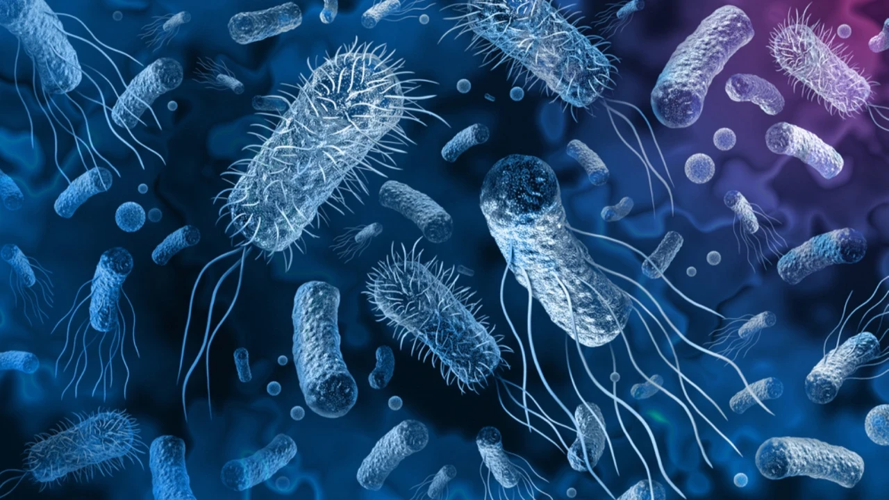 Antibiyotiğe dirençli bakteriler evcil hayvanlardan insanlara geçebilir