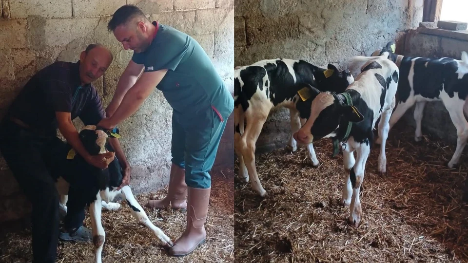Holstein ırkı inek tek seferde sağlıklı üçüz doğurdu