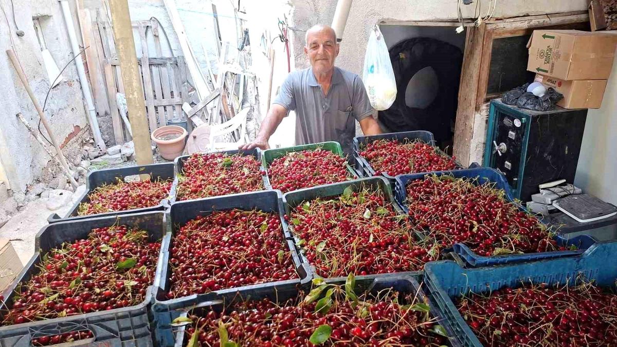 Hisarcık'ta vişne alımları başladı, üretici fiyatlardan memnun değil