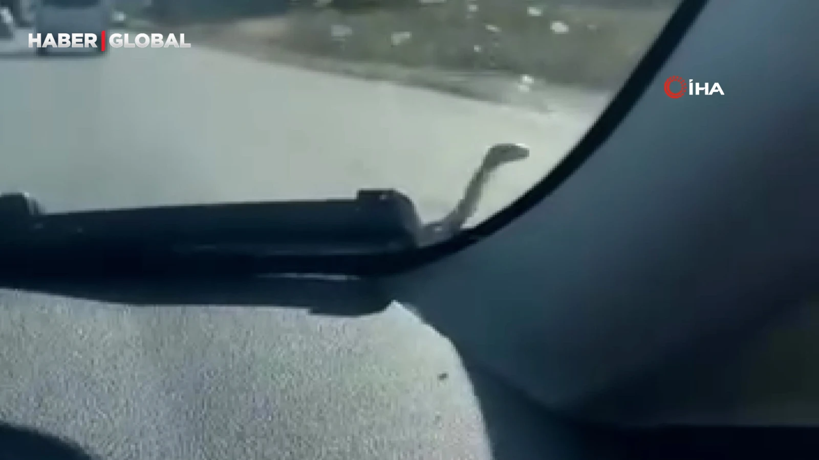 Seyir halindeki aracın kaputunda yılan paniği, "rüzgara ve sürate rağmen tutundu"