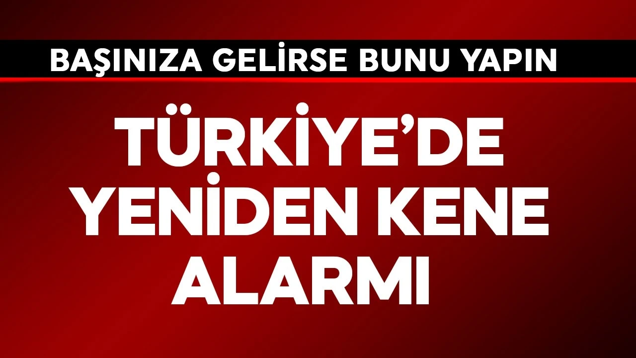 Türkiye'de kene alarmı! Başınıza gelirse hemen bunu yapın