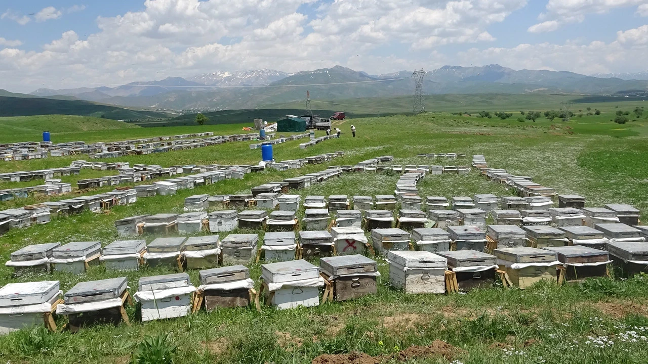 Doğa bu yıl cömert davrandı: Hakkari yaylalarından saf lezzet fışkırıyor