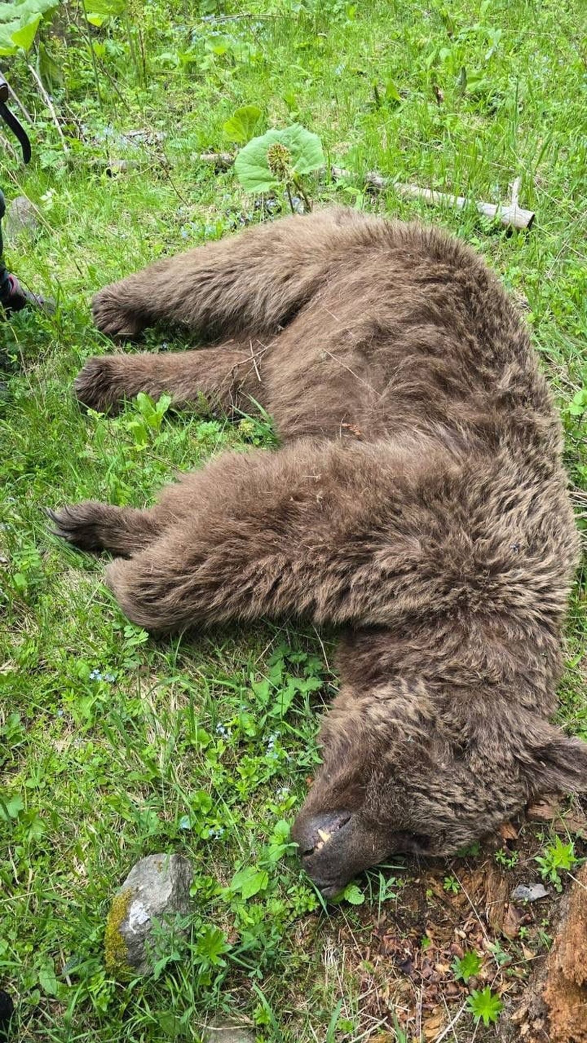 Artvin'de Ayı Saldırısına Uğrayan Adam, Nacakla Karşılık Vererek Ayıyı Yaraladı
