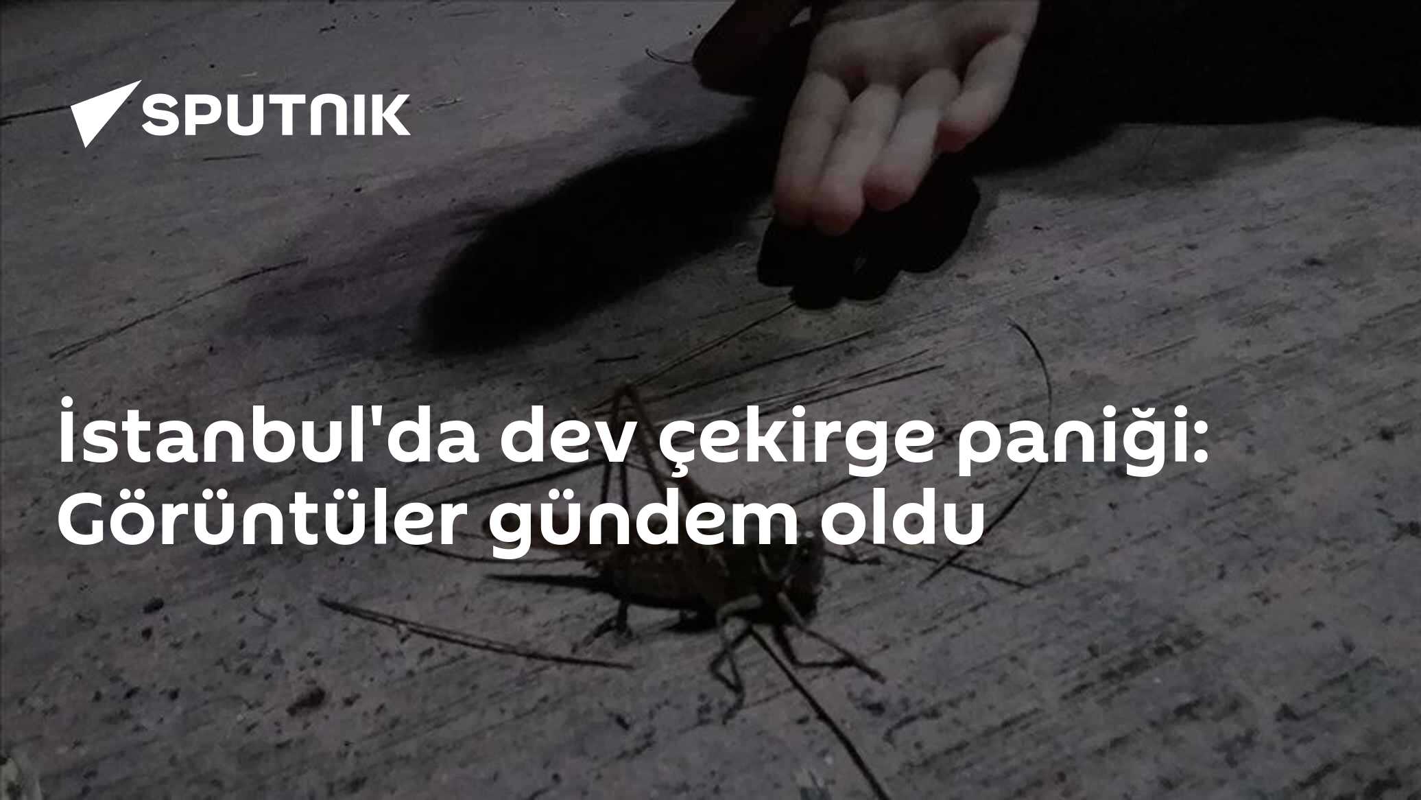 İstanbul'da dev çekirge paniği: Görüntüler gündem oldu