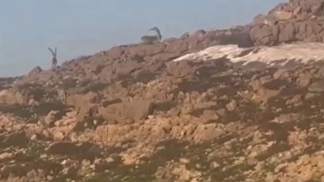 Sarp kayalıklarda böyle dolaştılar! Cudi Dağı’nda yaban keçileri görüntülendi