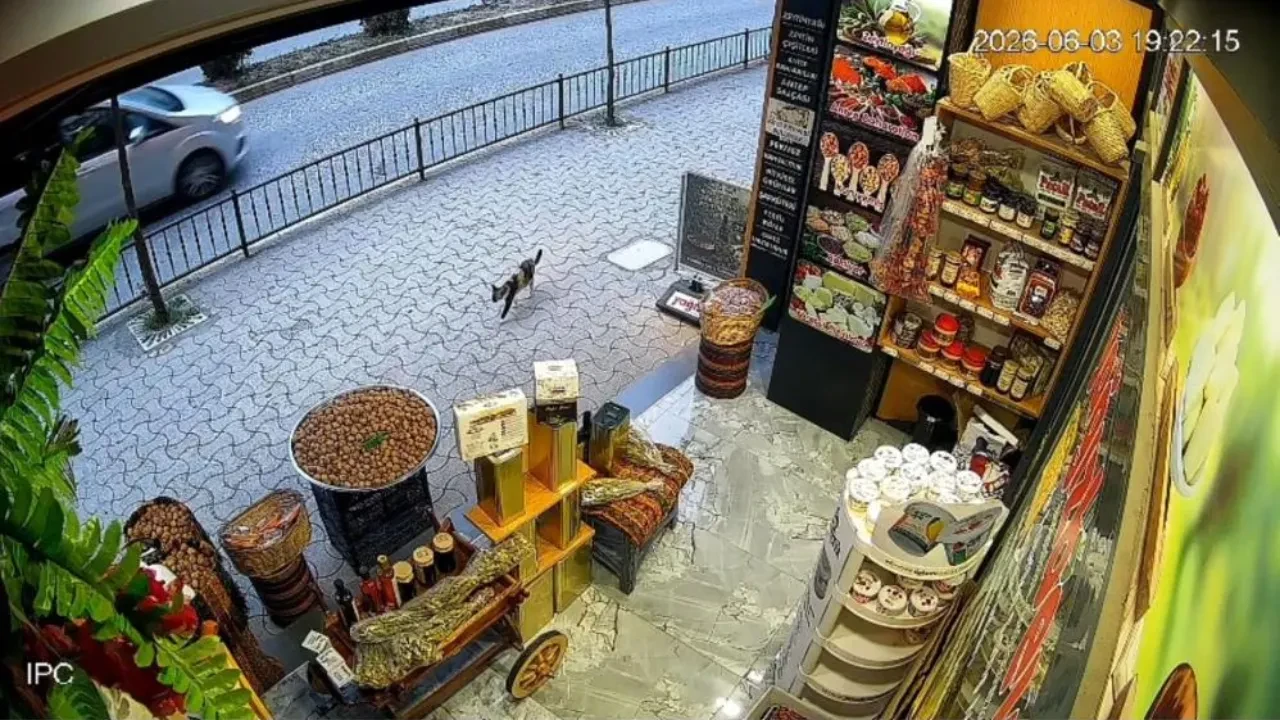 Giresun’da kedinin devirdiği çuvaldaki cevizleri yoldan geçen vatandaşlar topladı