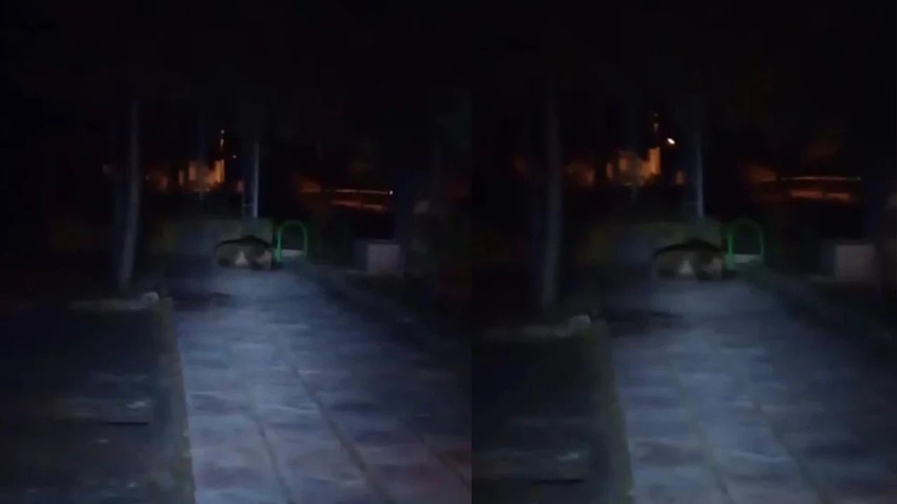 Bolu'da gece yarısı çocuk parkına inen ayı kameralara yansıdı