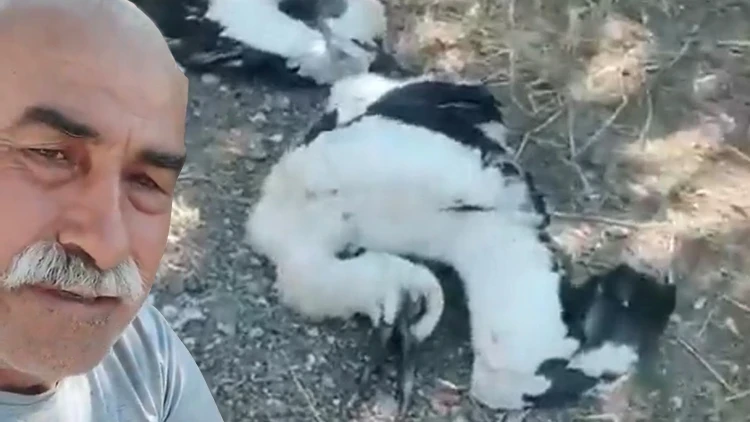 “Size sahip çıkamadım” diyerek bahçesinde ölen leyleklere ağladı