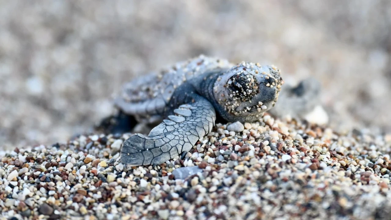 Yavru caretta carettalar denizle buluşuyor