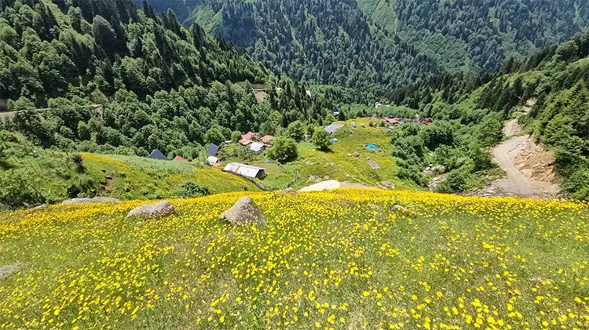 Yaylacılık sezonu başladı: Ayder Yaylası kendine hayran bırakıyor!