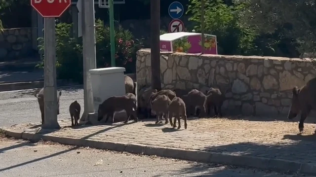 Bodrum'un caddelerinde domuz istilası: Dev sürü gündüz vakti yollarda cirit attı