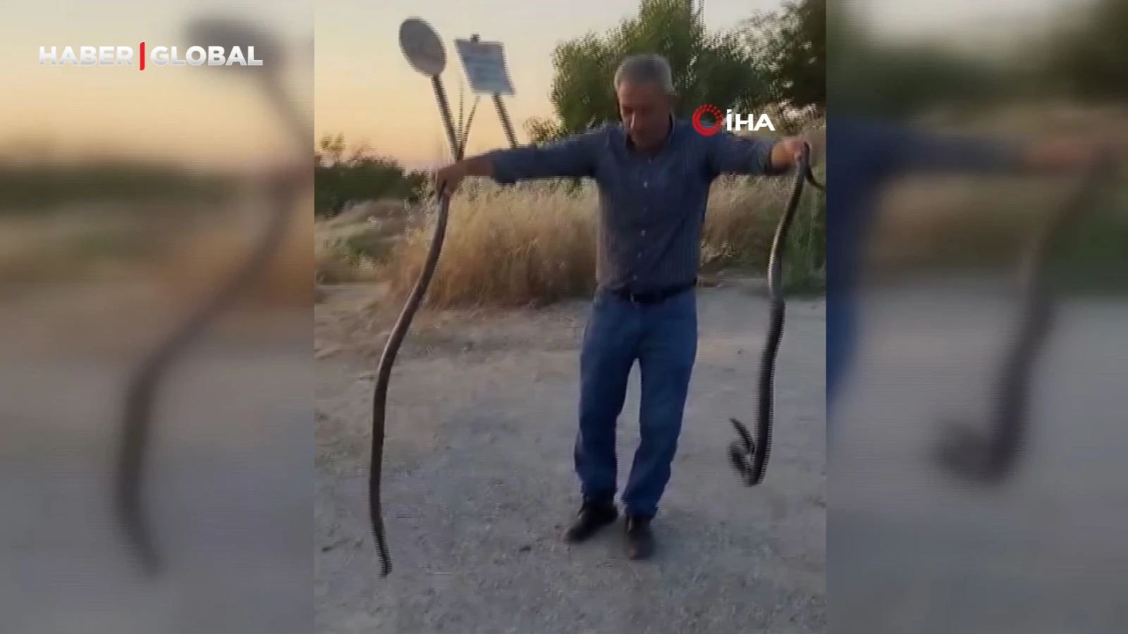 Evlere giren yılanları eliyle yakalayıp doğaya bırakıyor