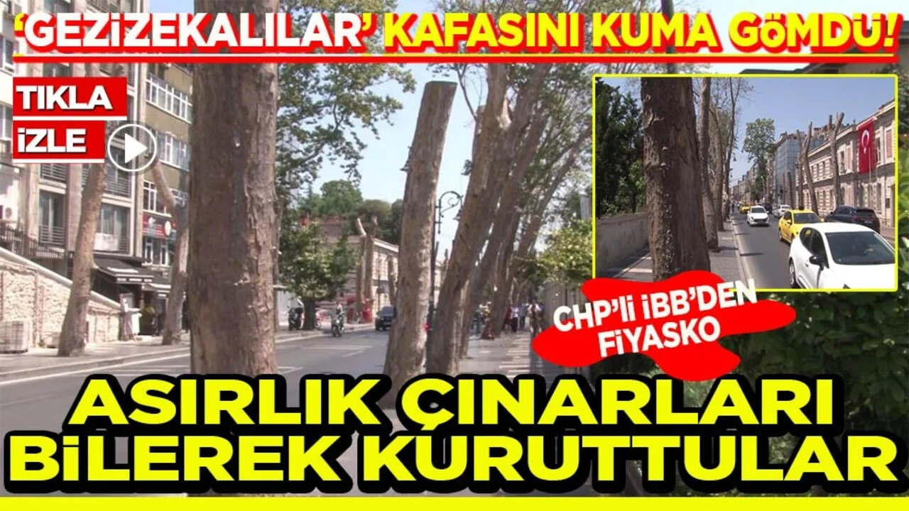 Gezizekalılar kafasını kuma gömdü! Asırlık çınarları bilerek kuruttular