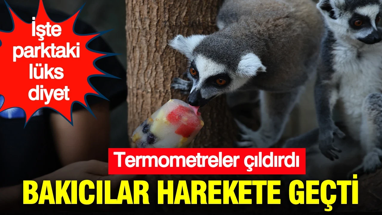 Termometreler çıldırdı: Bakıcılar harekete geçti: İşte parktaki lüks diyet