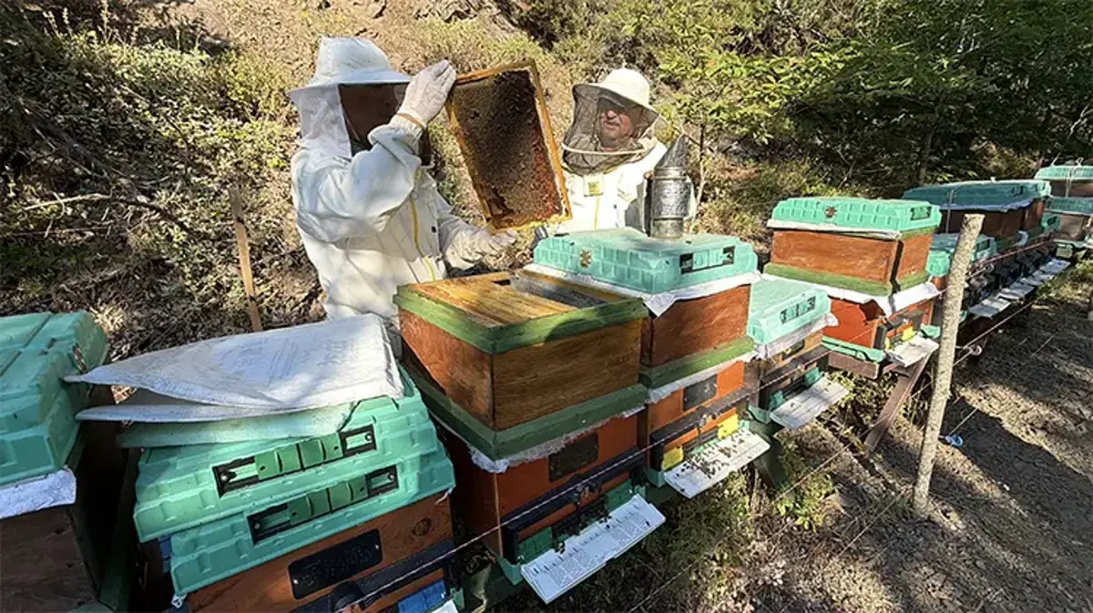 Kazdağları'nın tescilli lezzeti dünyayı fethetti: Kazdağı siyah balı üst üste 5. kez dünya birincisi oldu